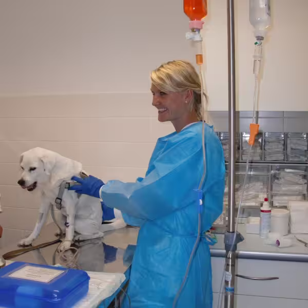 Veterinary